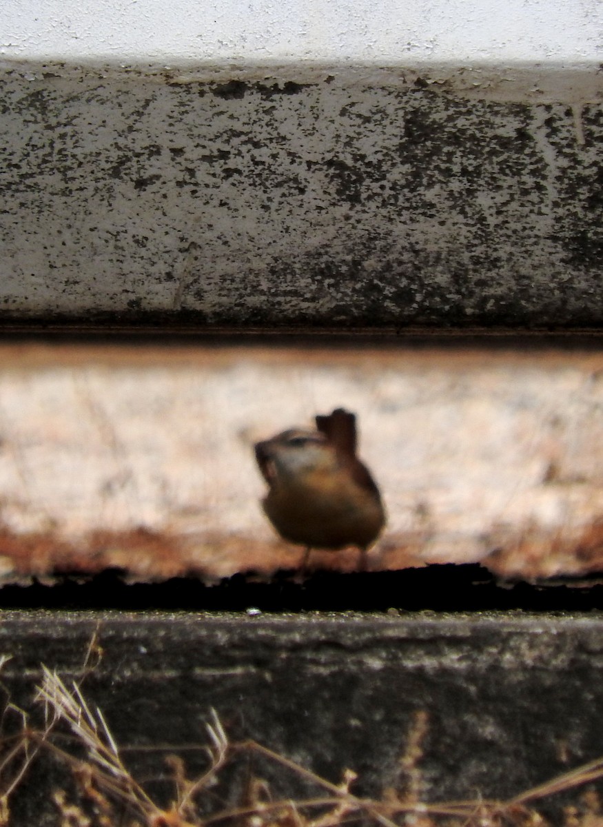 Carolina Wren - ML56257061