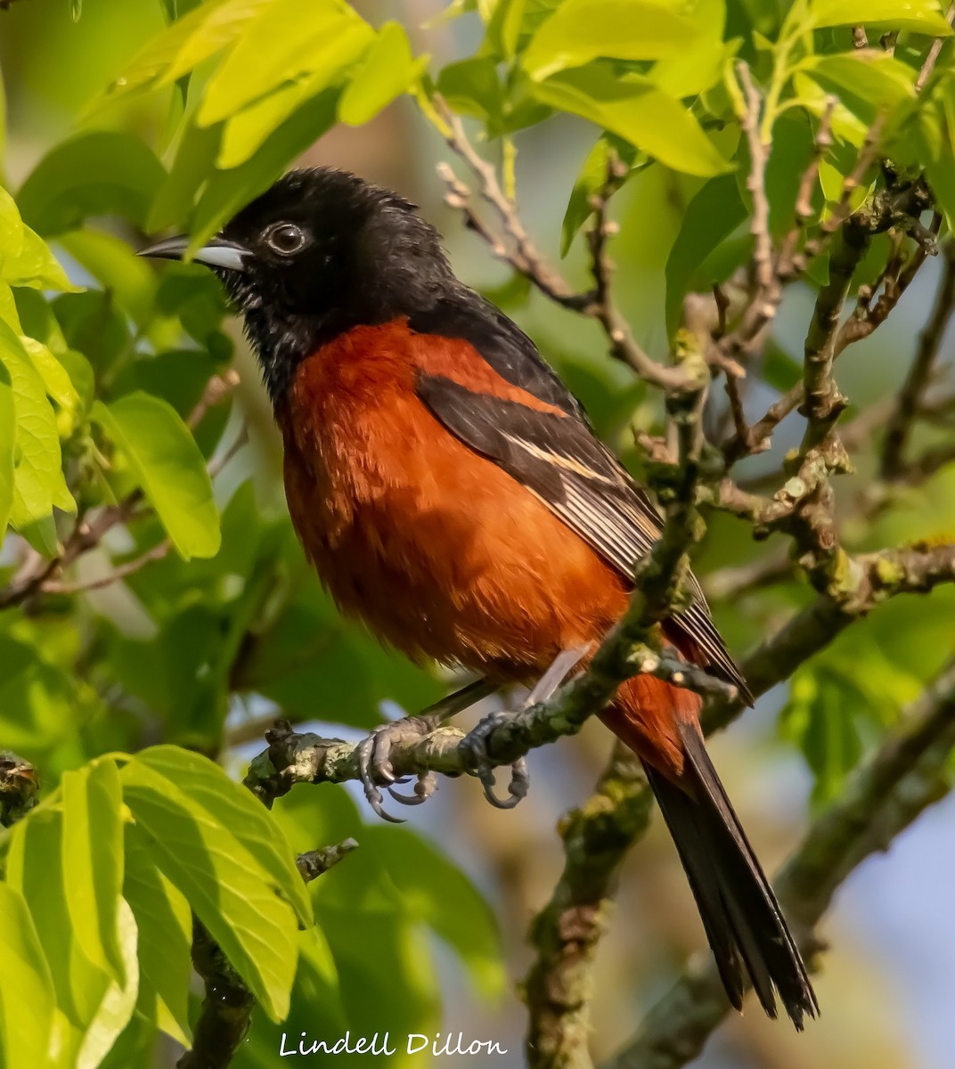 Orchard Oriole - ML562570711