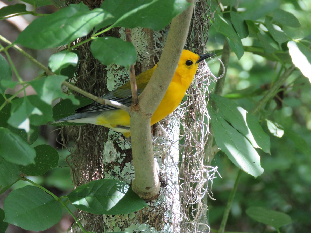 Prothonotary Warbler - Christopher Ferro