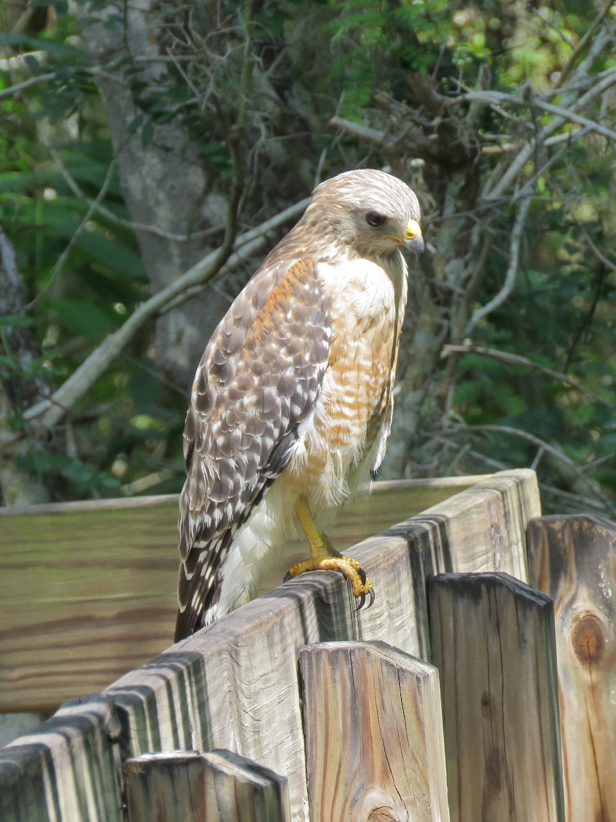 Red-shouldered Hawk - Christopher Ferro