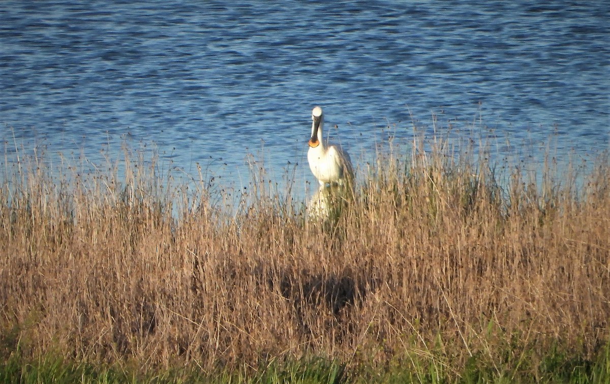 Eurasian Spoonbill - ML562571361