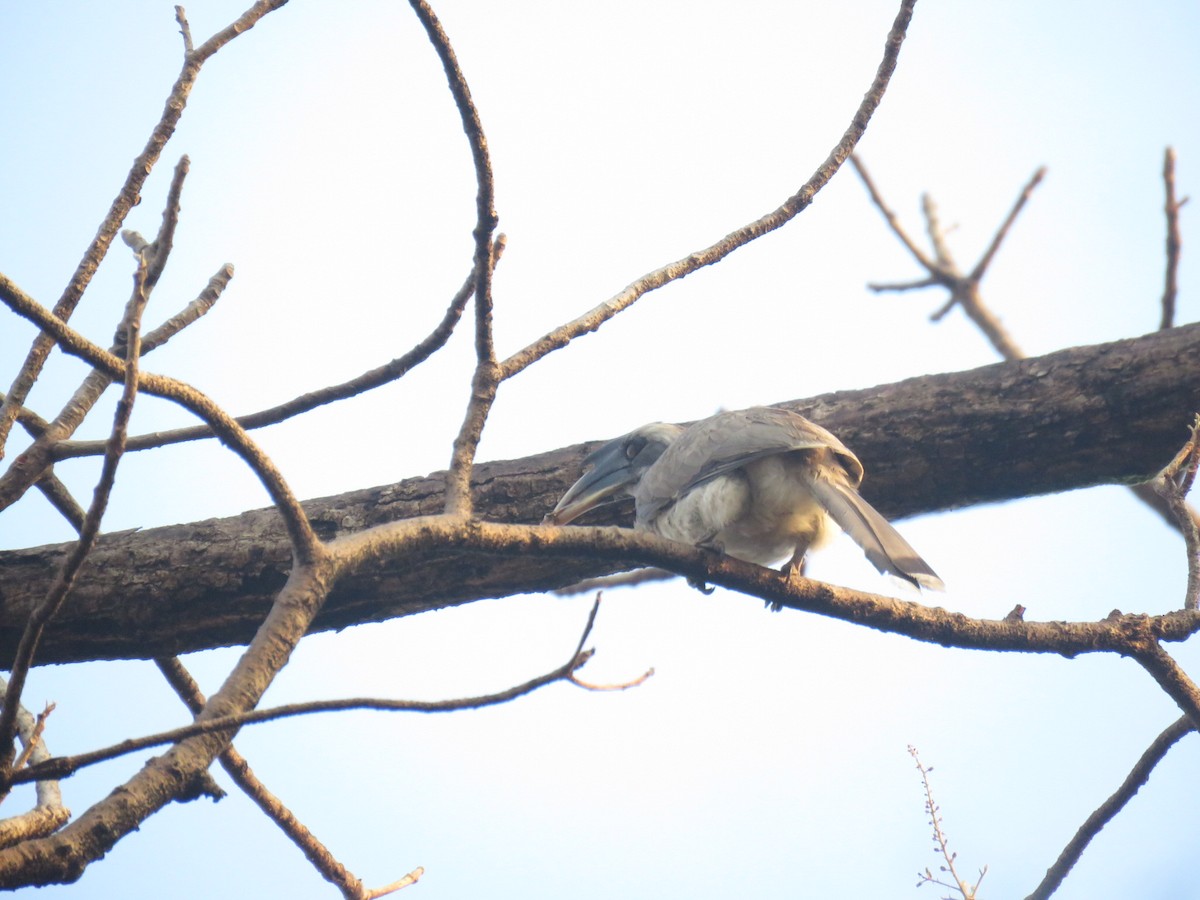 Indian Gray Hornbill - ML562572161