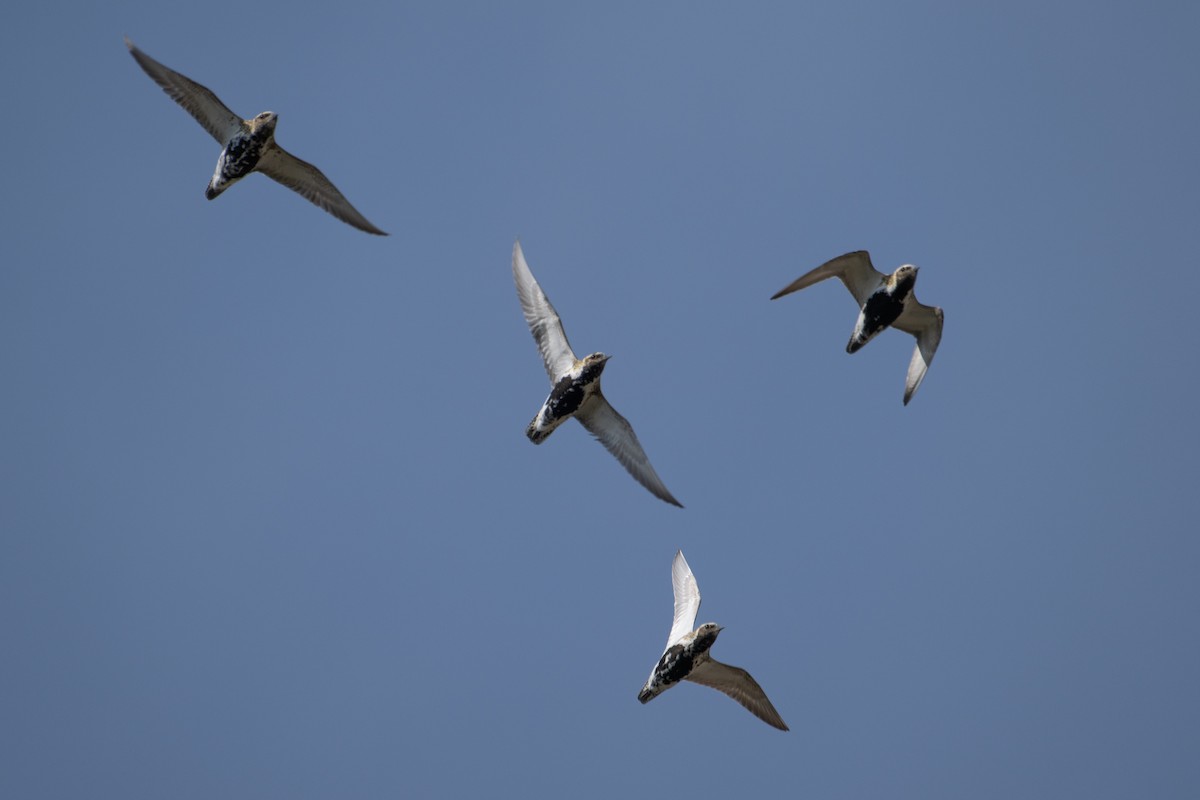 European Golden-Plover - ML562572181