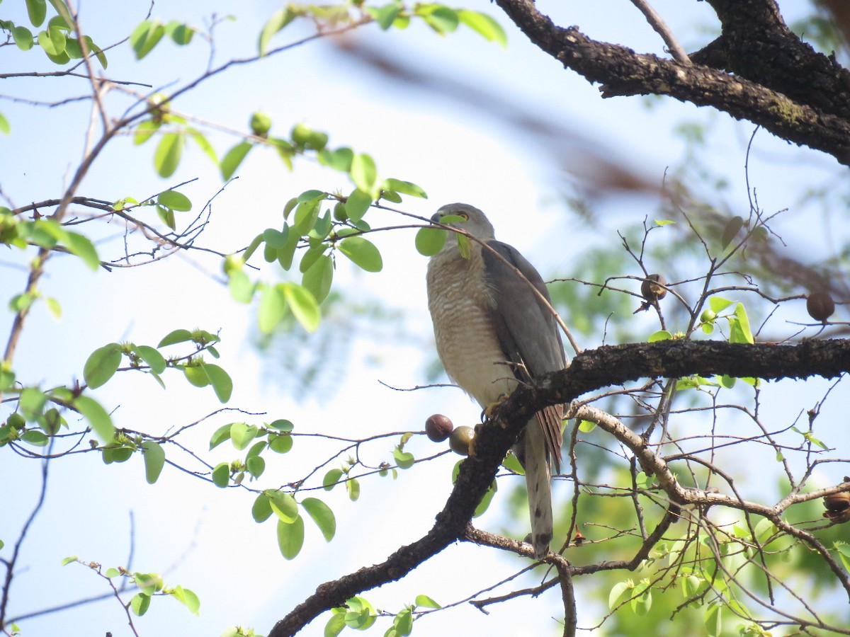 褐耳鷹 - ML562572411