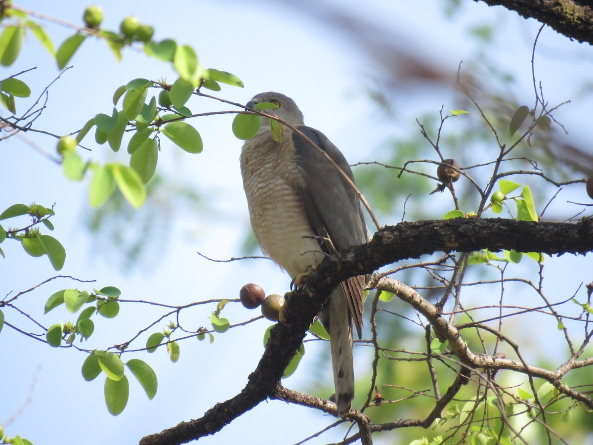 褐耳鷹 - ML562572451