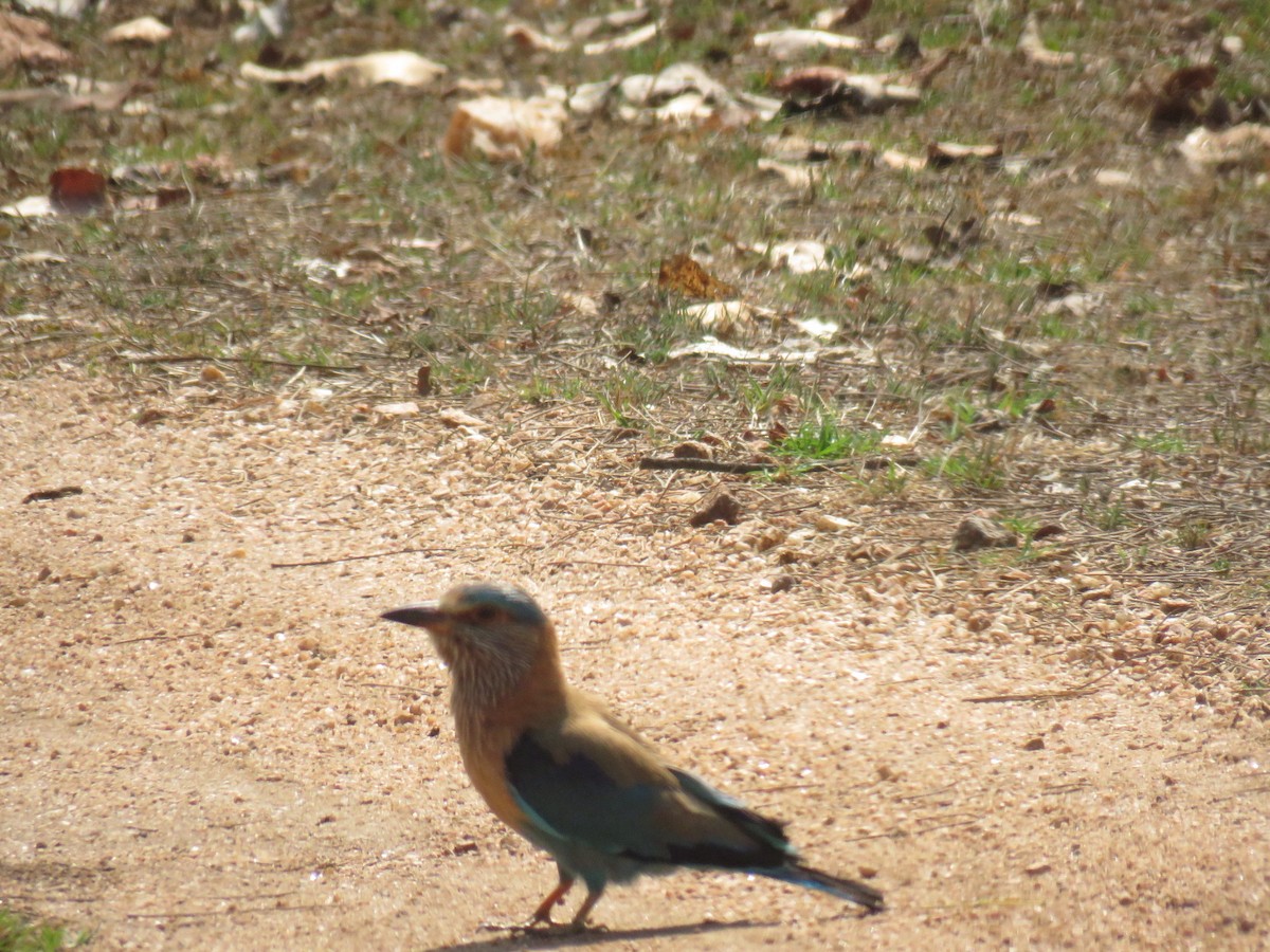 Indian Roller - ML562572511