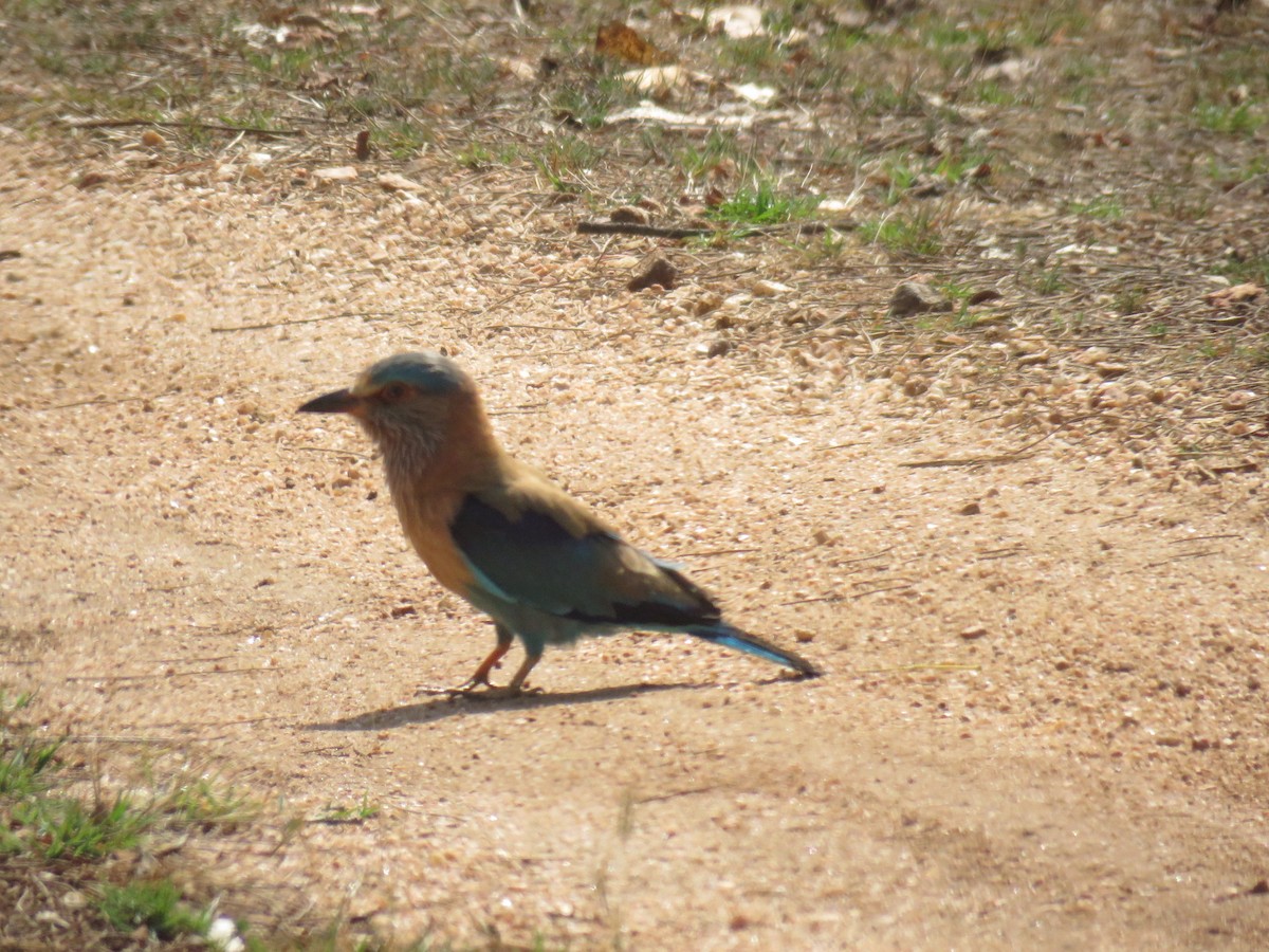 Indian Roller - ML562572591