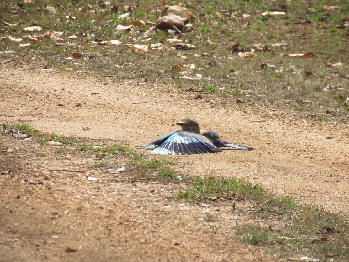 Indian Roller - ML562572601