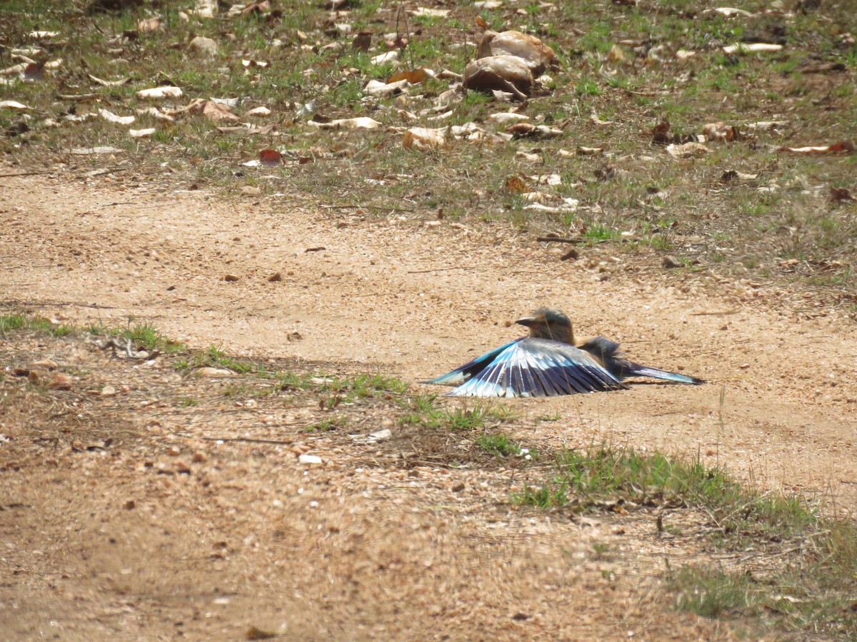 Indian Roller - ML562572611