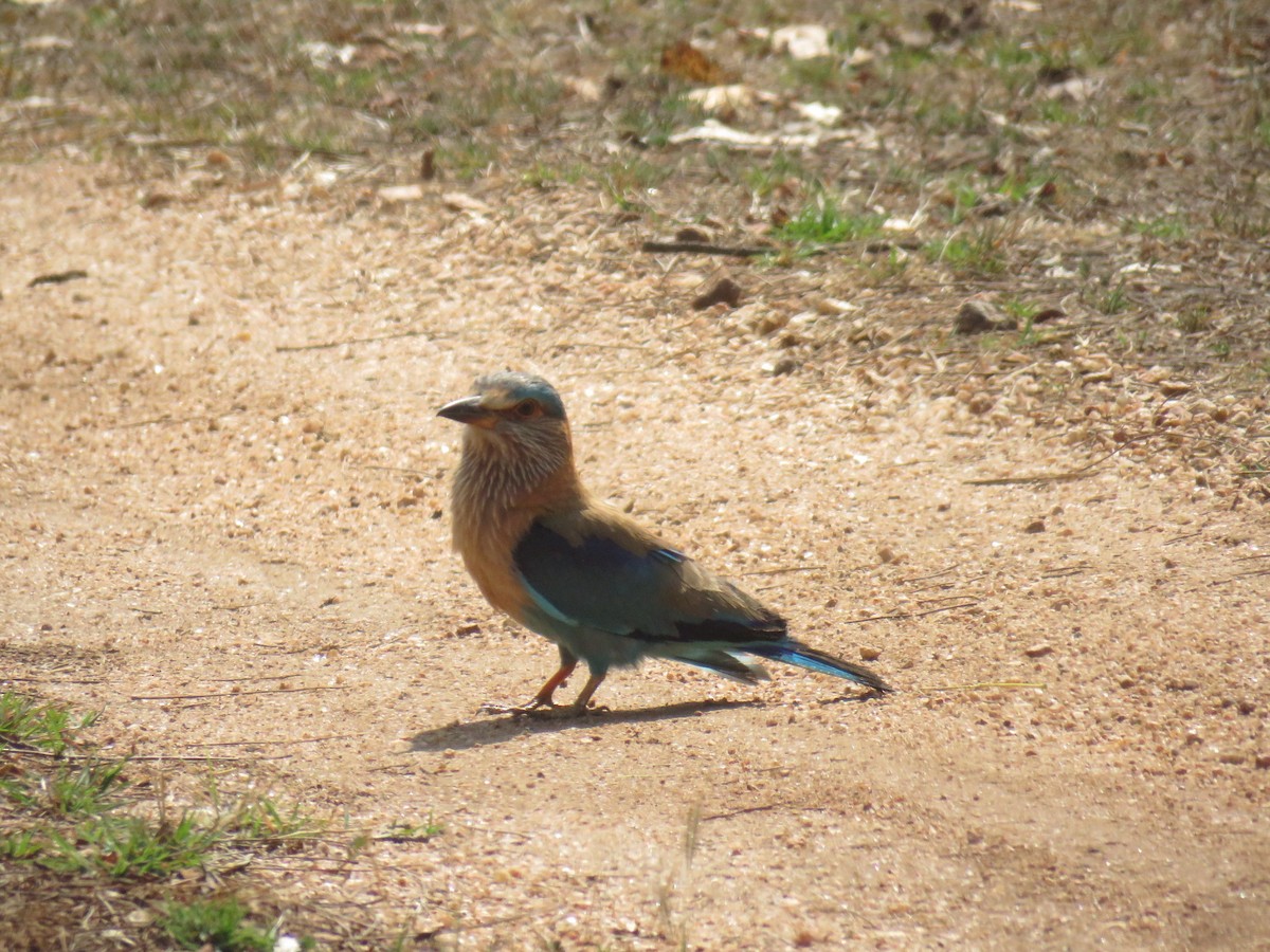 Indian Roller - ML562572621
