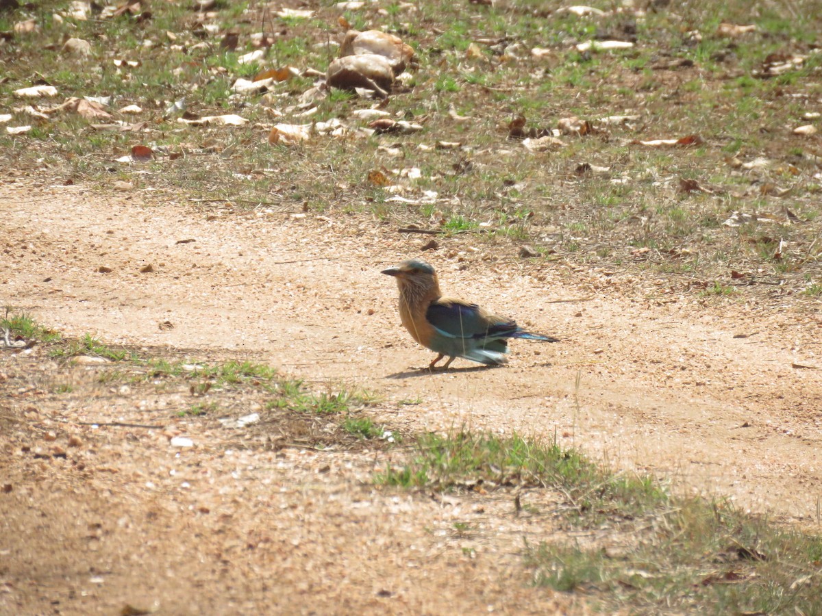 Indian Roller - ML562572641