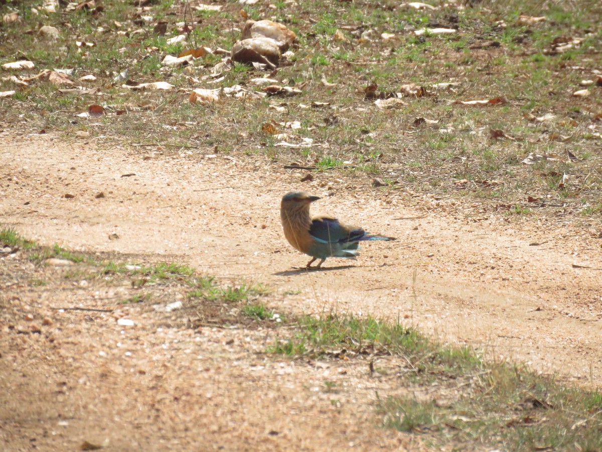 Indian Roller - ML562572651