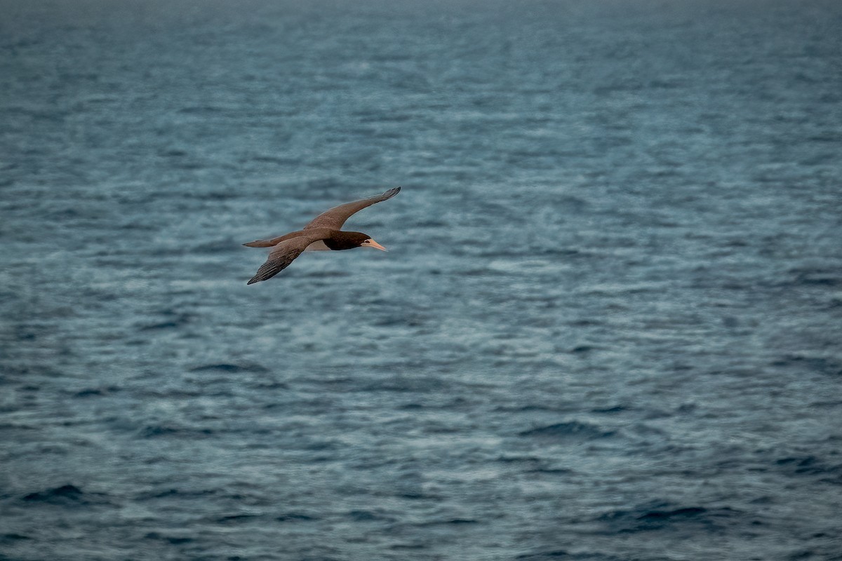 Brown Booby - ML562573271