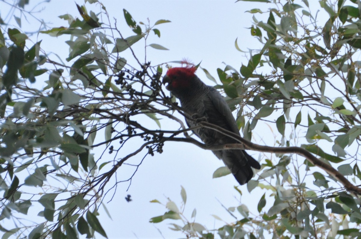 Gang-gang Cockatoo - ML562573841