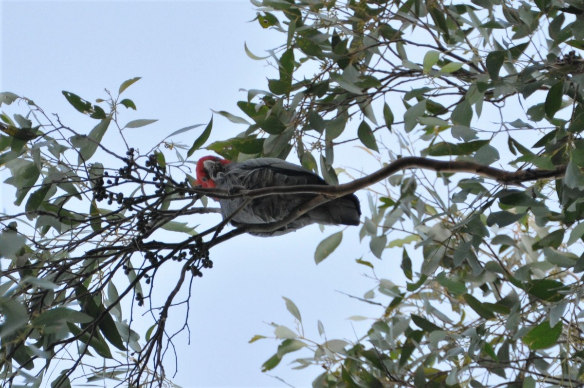 Gang-gang Cockatoo - ML562573951