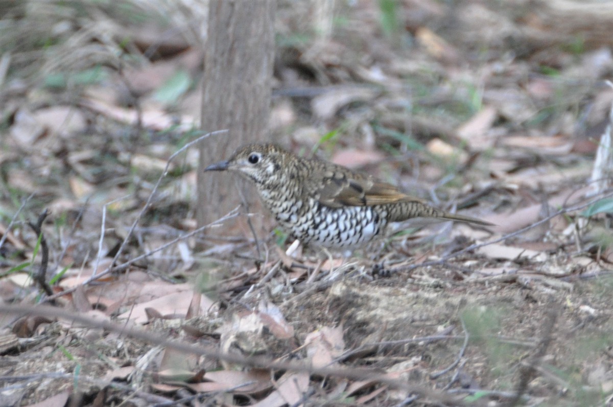 Bassian Thrush - ML562573981
