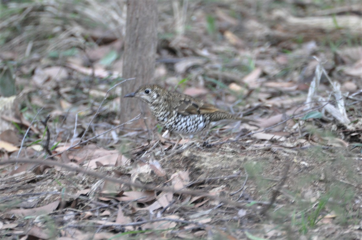 Bassian Thrush - ML562574001