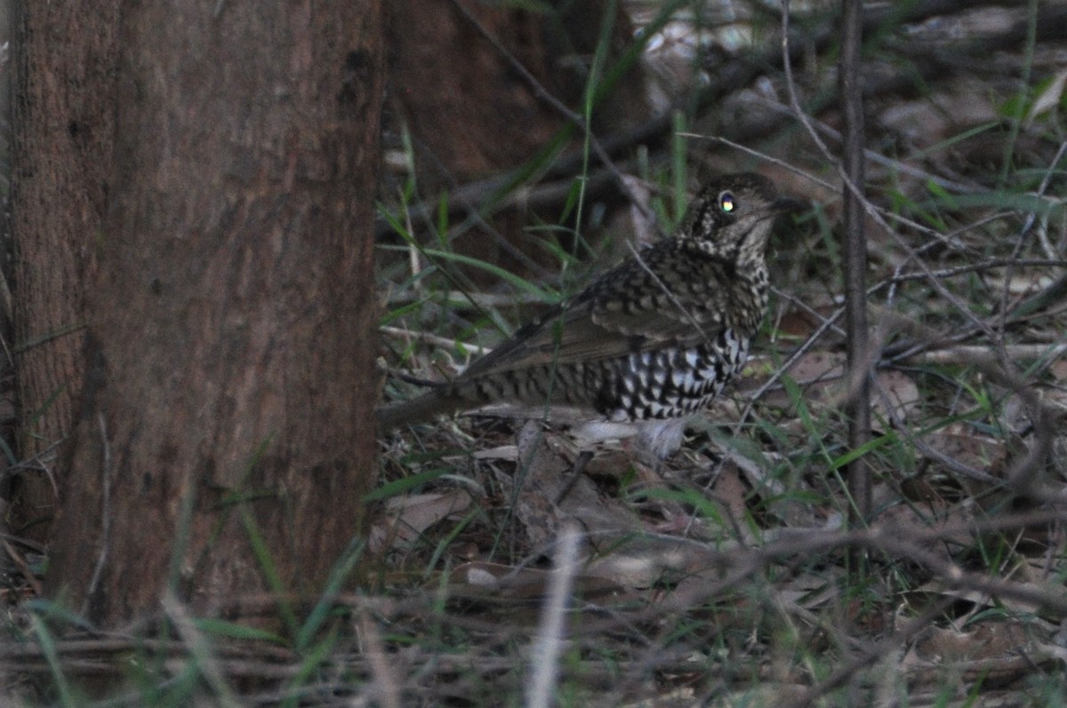 Bassian Thrush - ML562574031