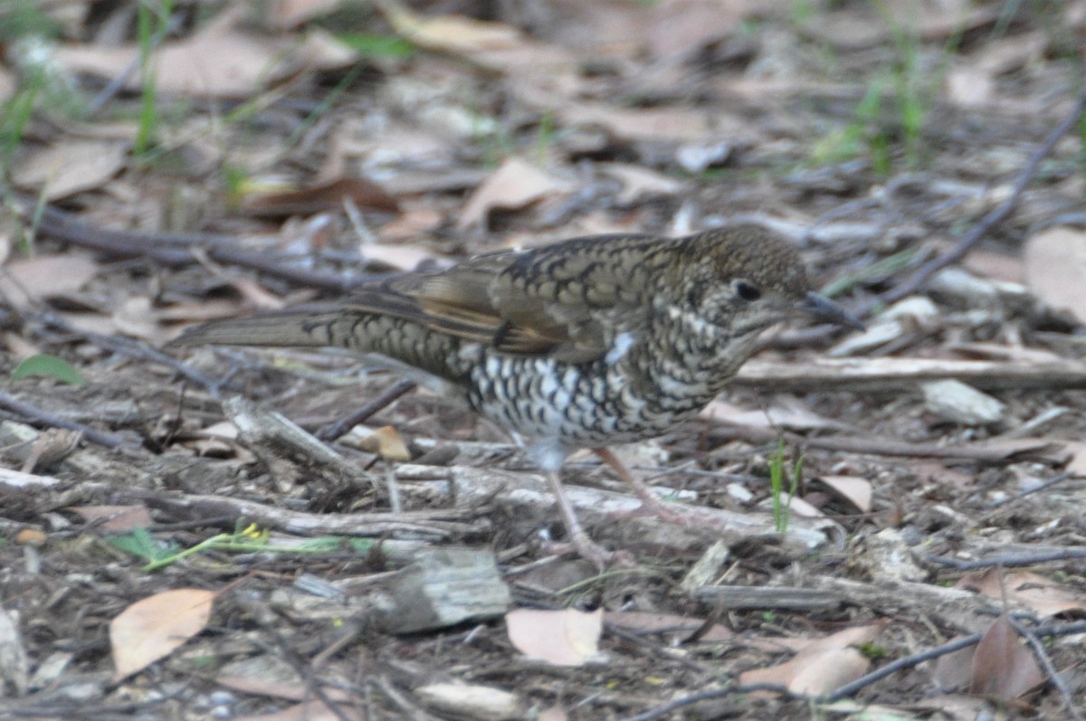 Bassian Thrush - ML562574061