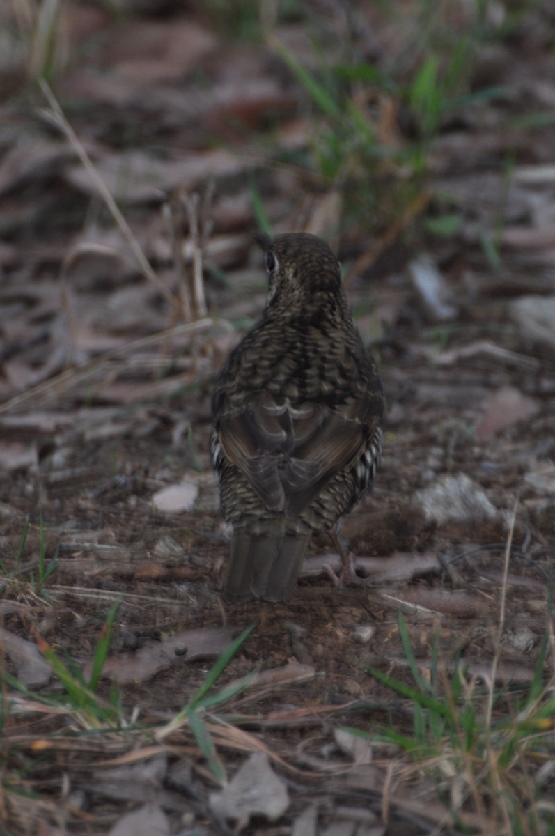 Bassian Thrush - ML562574071
