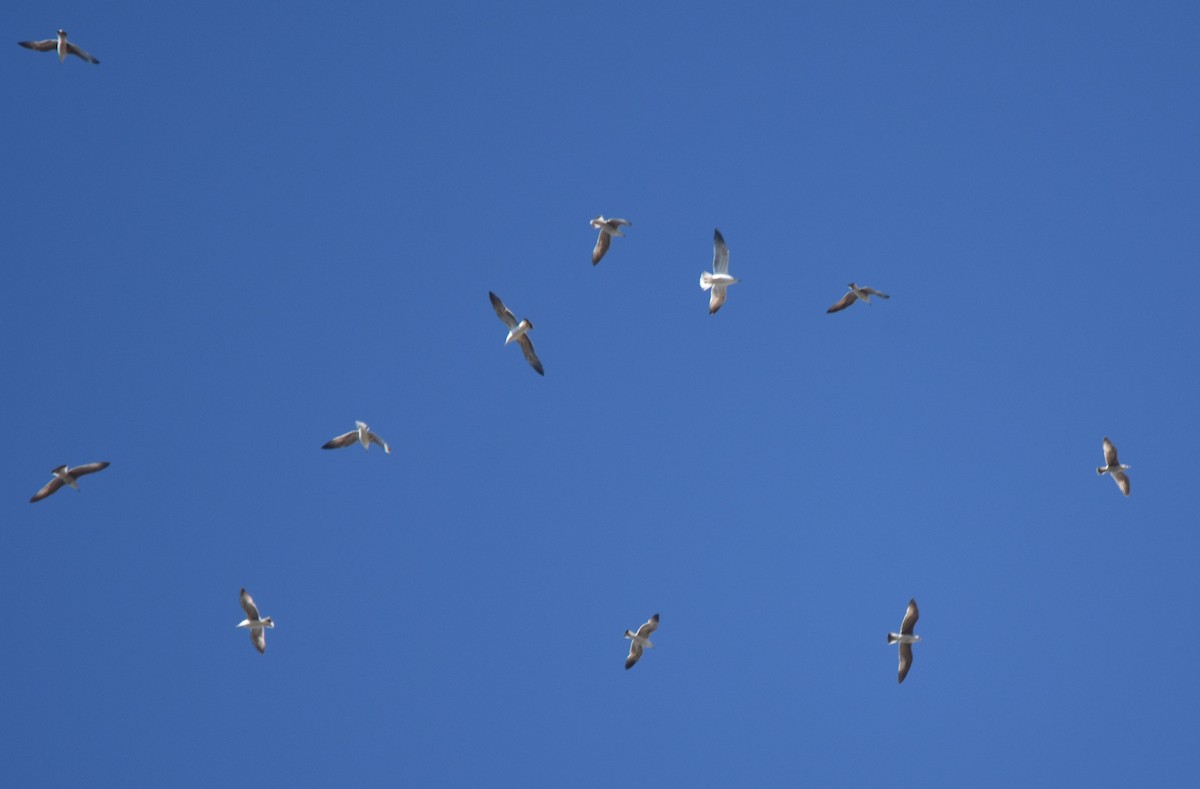 Gaviota Patiamarilla - ML562574221