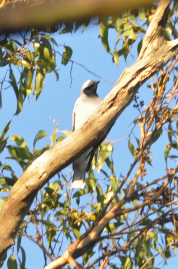 Black-faced Cuckooshrike - ML562574321