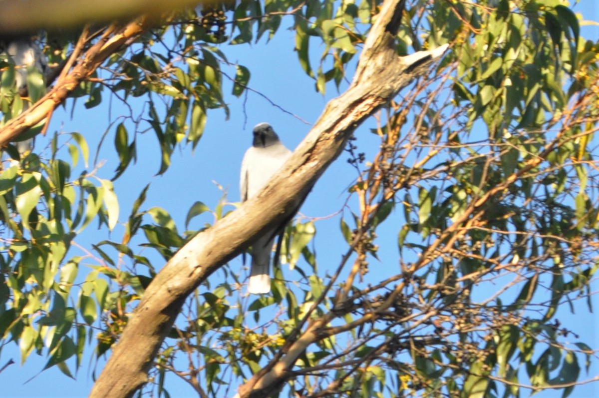 Black-faced Cuckooshrike - ML562574331
