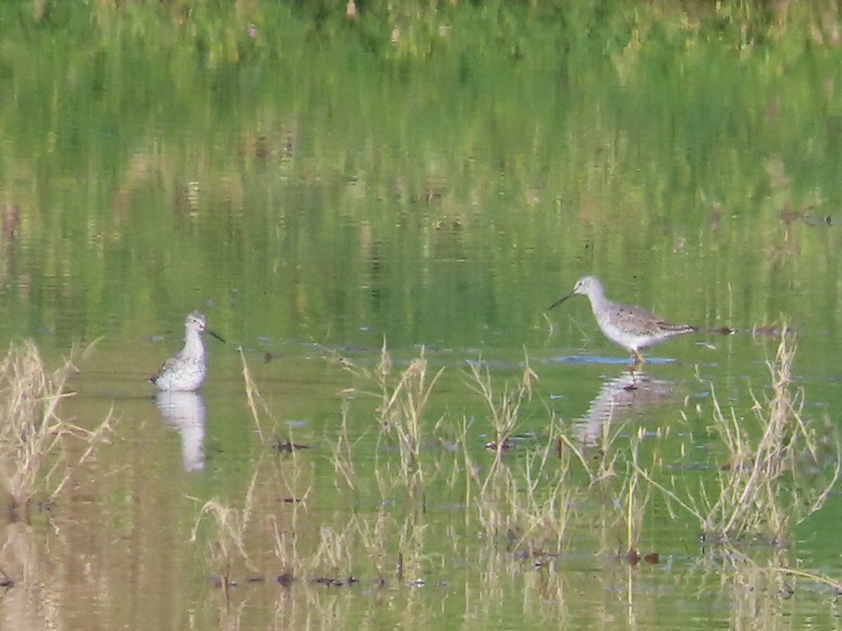 Greater Yellowlegs - ML562574541