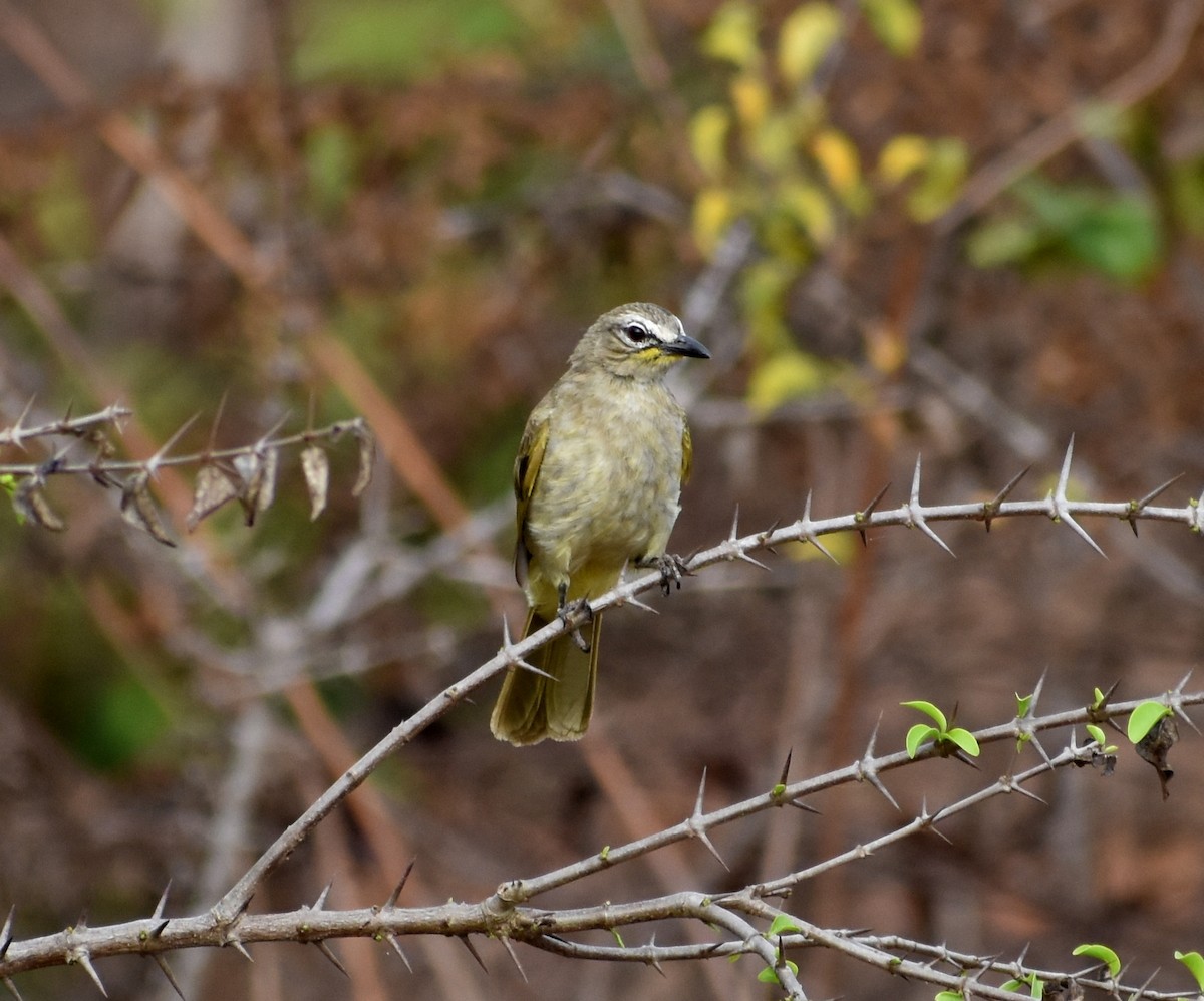 White-browed Bulbul - ML562575011