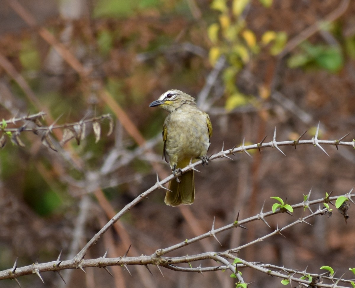 White-browed Bulbul - ML562575021