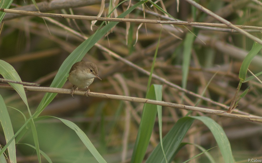 Common Reed Warbler - ML56257661