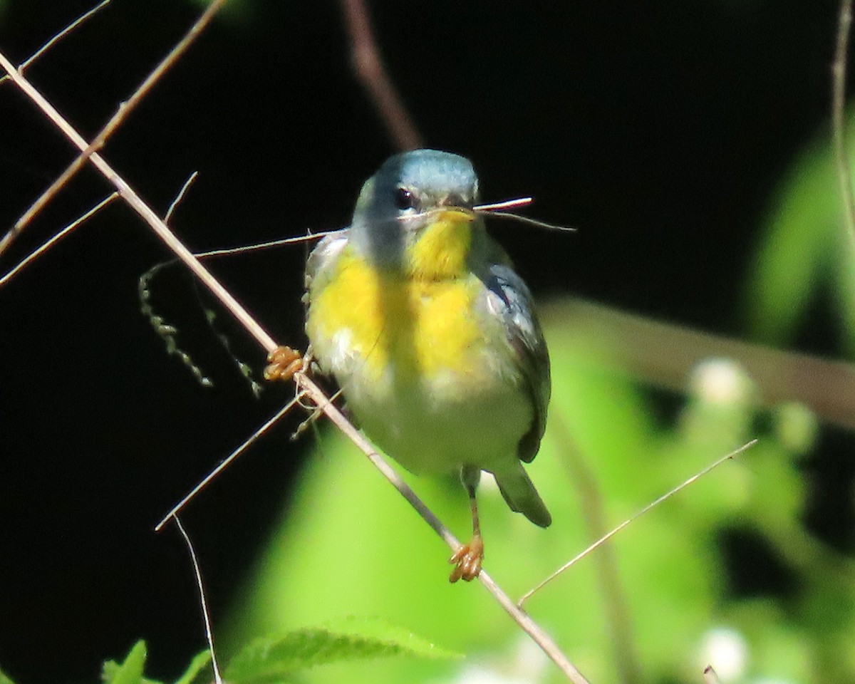 Northern Parula - ML562577371