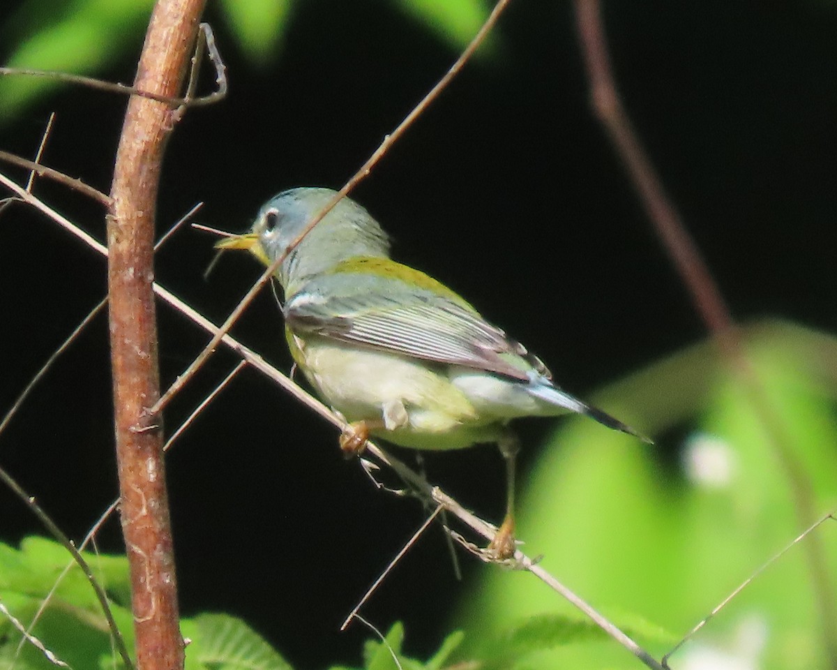 Northern Parula - ML562577381
