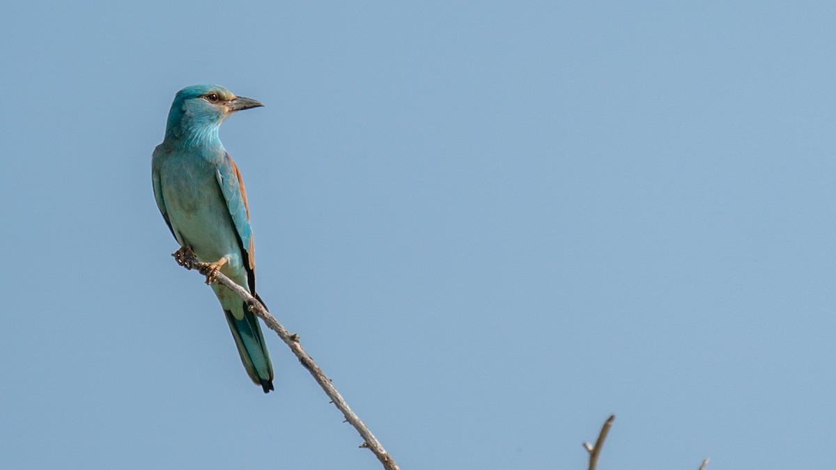 European Roller - ML562577551