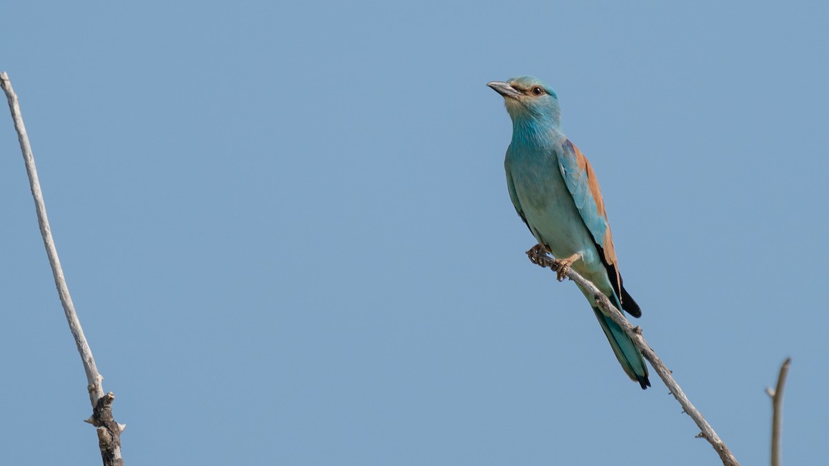 European Roller - ML562577561