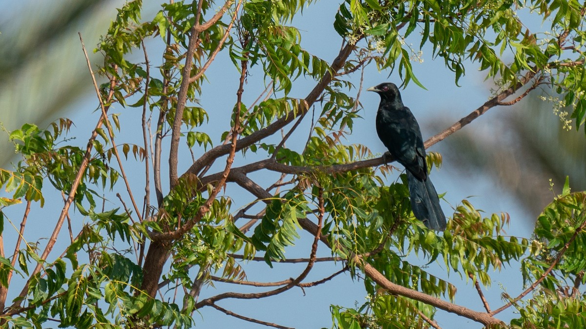 Asian Koel - ML562577581