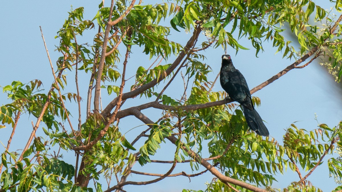 Asian Koel - ML562577601