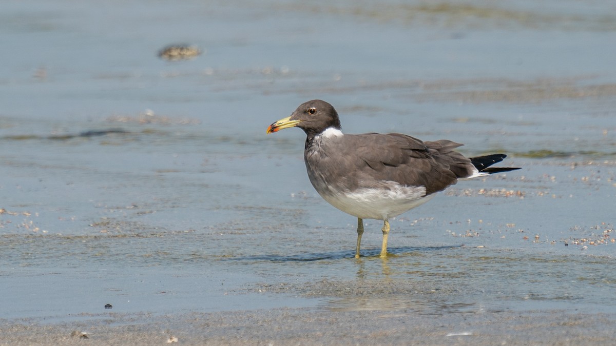 Gaviota Cejiblanca - ML562577751