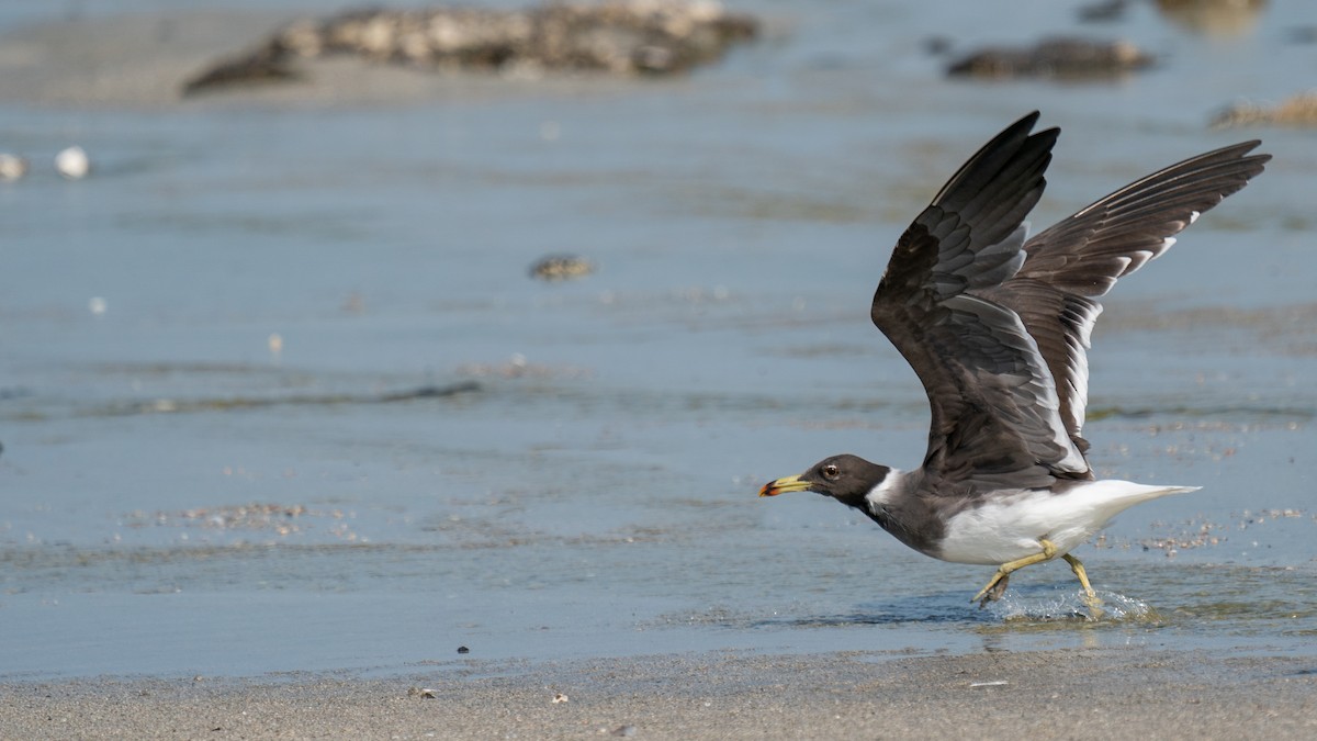 Gaviota Cejiblanca - ML562577761