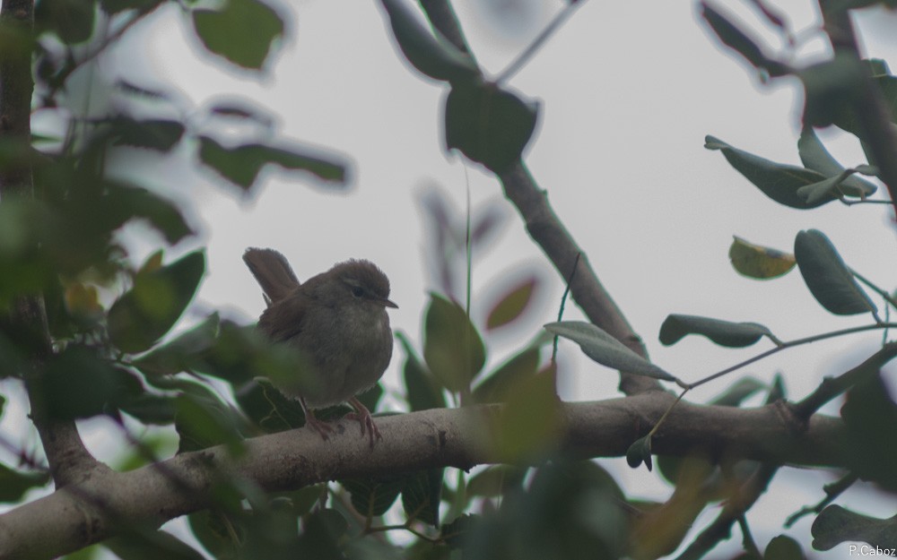 Cetti's Warbler - ML56257781