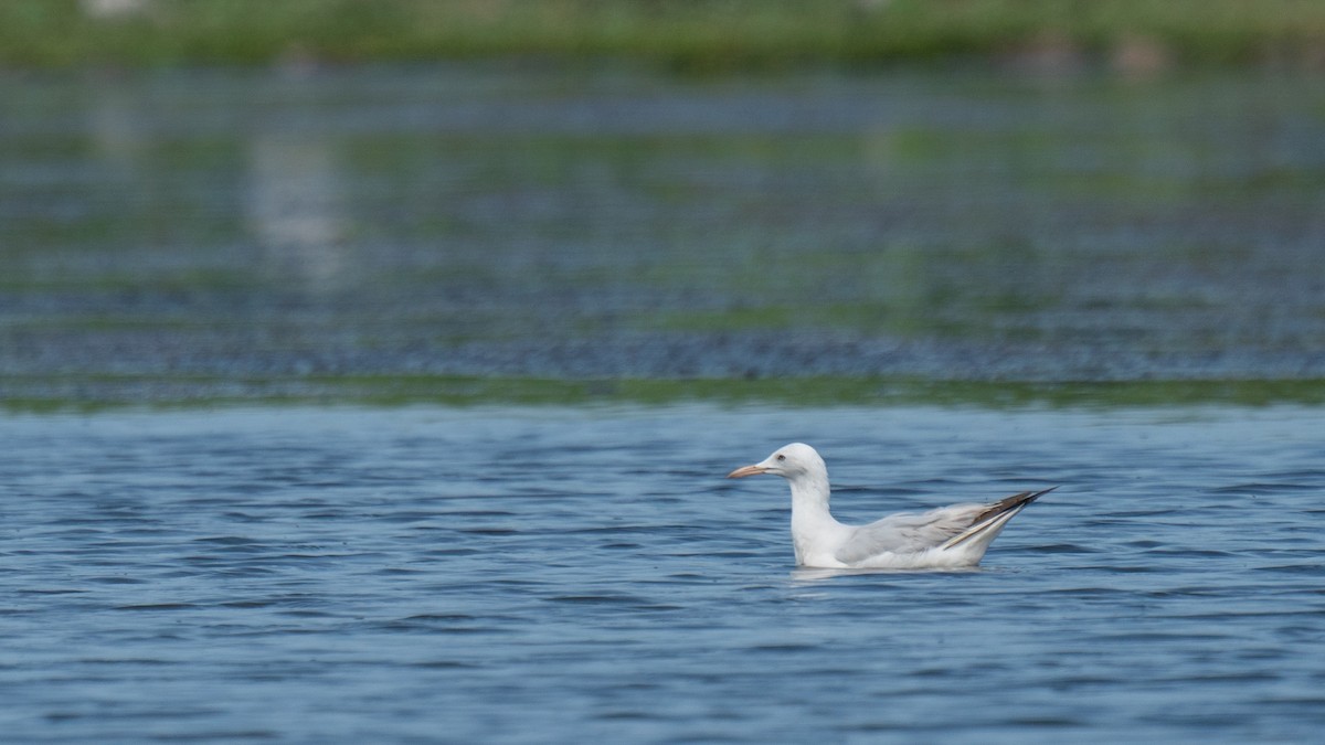 Slender-billed Gull - Javier Cotin