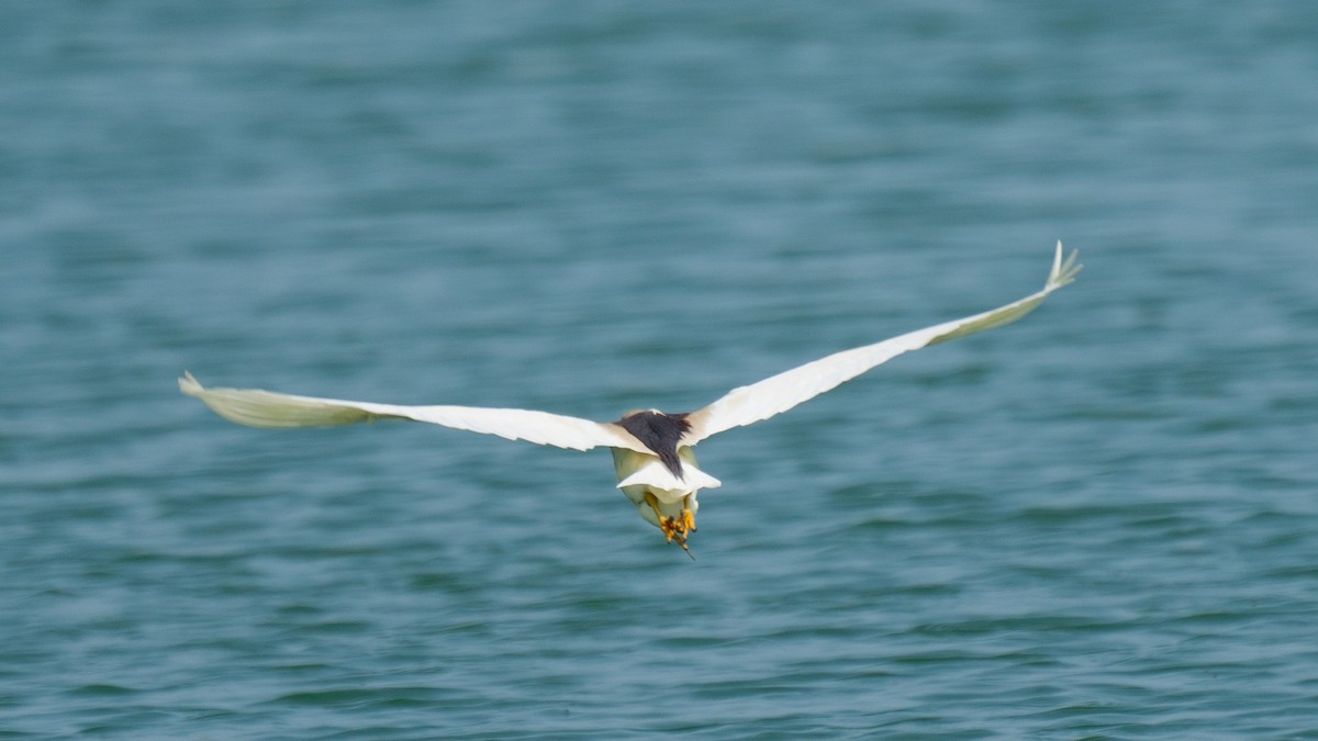 Indian Pond-Heron - ML562578631