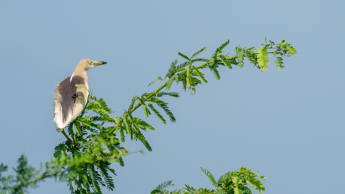 Indian Pond-Heron - ML562578641