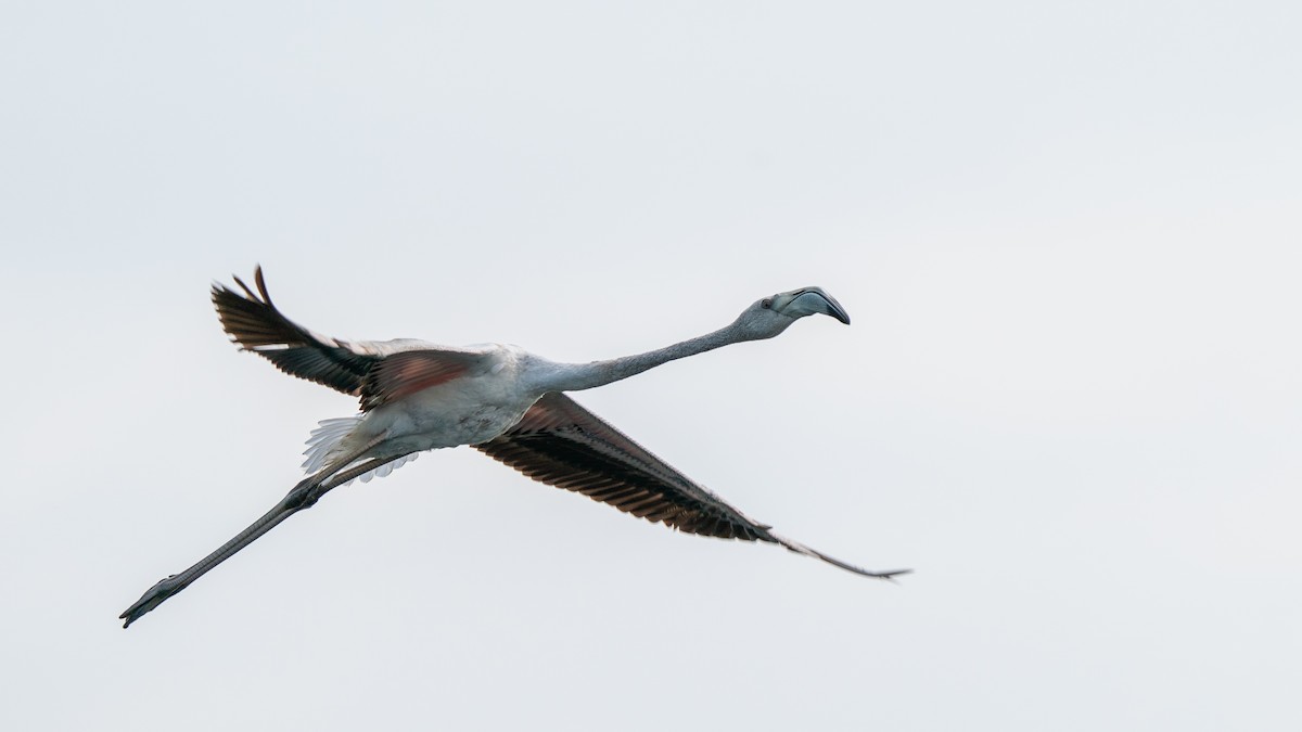 Greater Flamingo - ML562578781