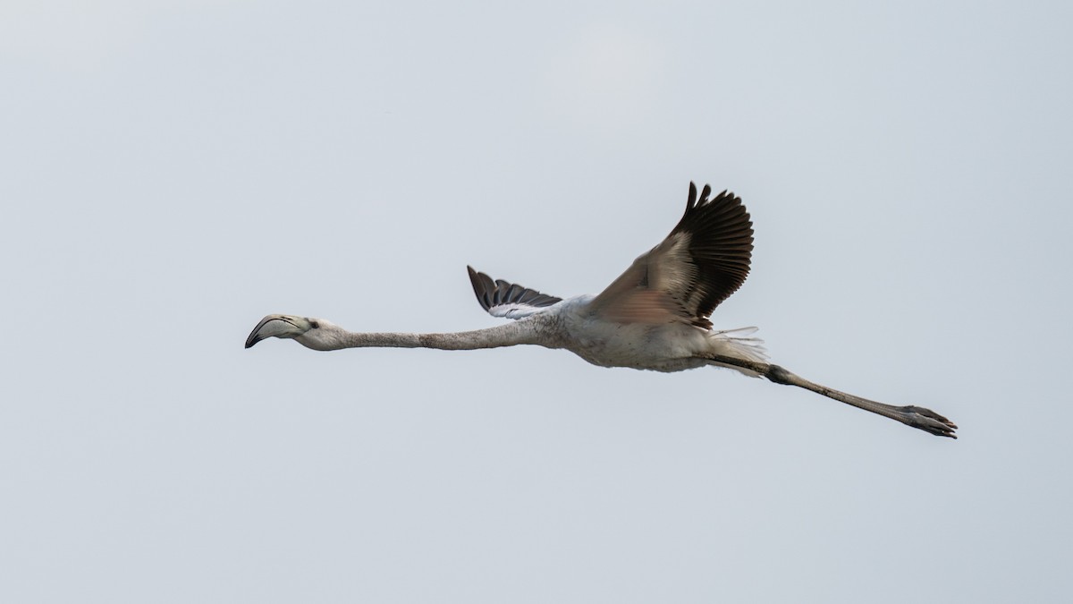 Greater Flamingo - ML562578791