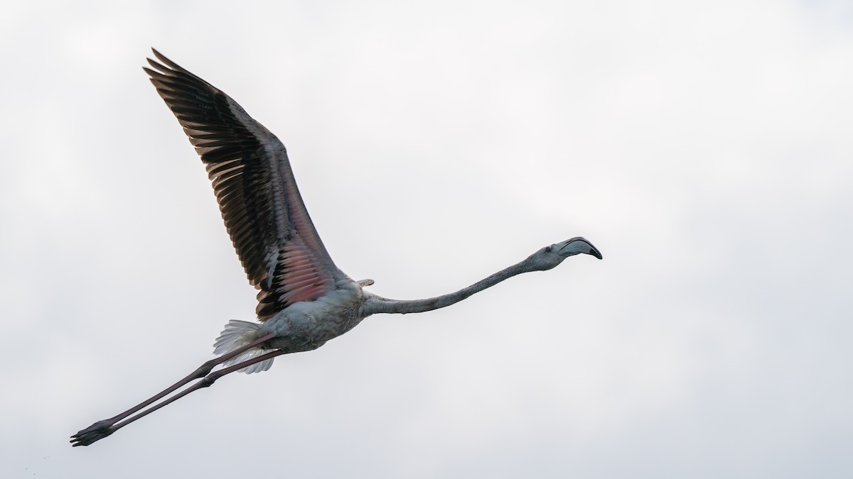 Greater Flamingo - ML562578801