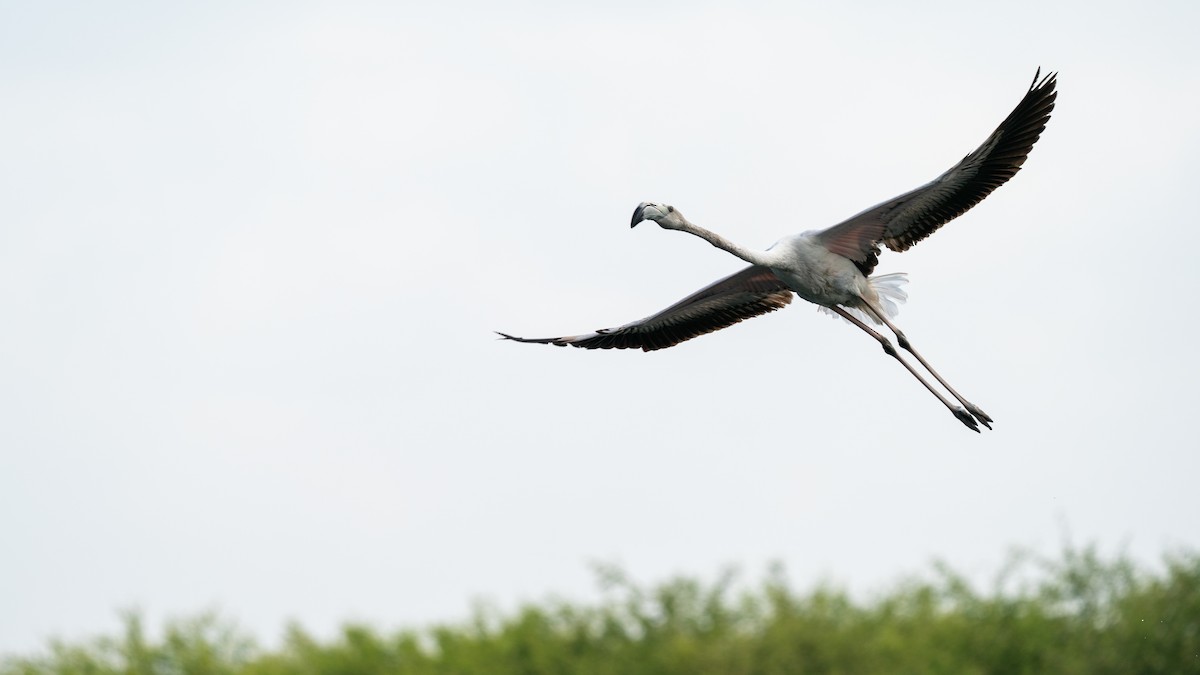 Greater Flamingo - ML562578811