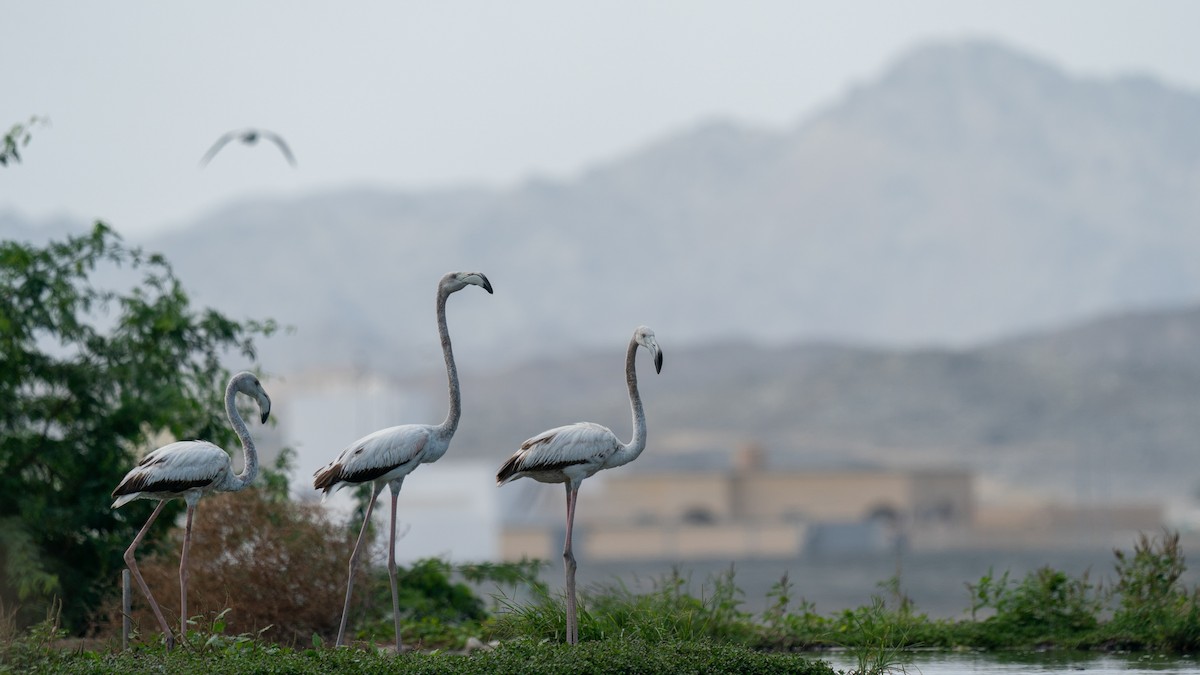 Greater Flamingo - ML562578841