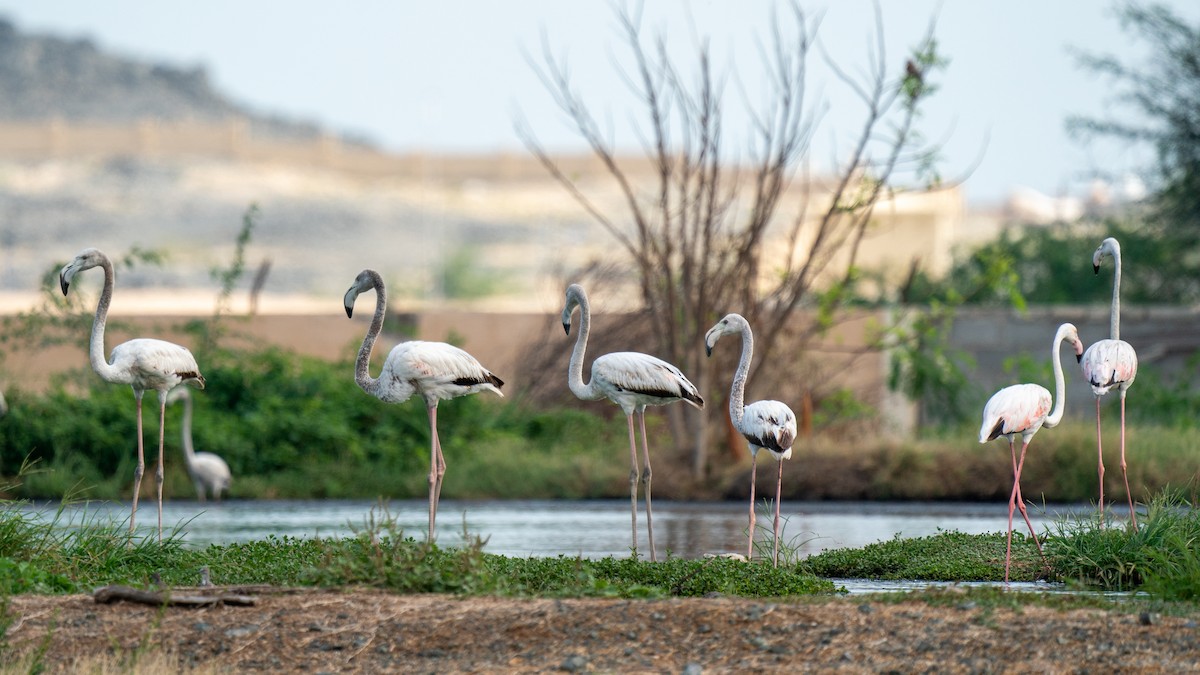 Flamant rose - ML562578861