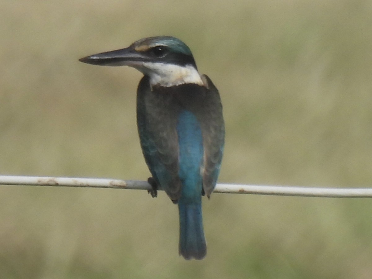 Sacred Kingfisher - ML562580191